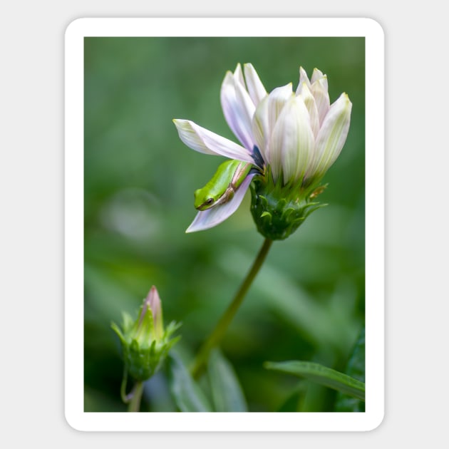 Dwarf Tree Frog and Flower Sticker by AndrewGoodall